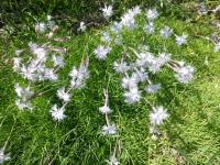 Hvozdík (Dianthus kitaibelii subsp spiculifolius)