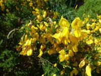 Janovec metlatý 'Burkwoodii'