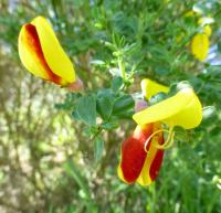 Janovec metlatý 'Red Wings' (Sarothamnus scoparius)
