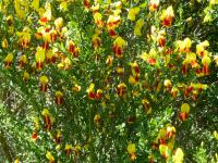 Janovec metlatý 'Red Wings' (Sarothamnus scoparius)
