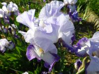 Kosatec 'Spinning Wheel' - Vysoké bradaté kosatce