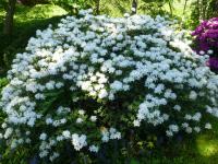 Pěnišník kiušijský 'Albiflorum' (Rhododendron kiusianum)