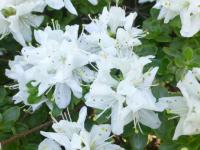 Pěnišník kiušijský 'Albiflorum' (Rhododendron kiusianum)