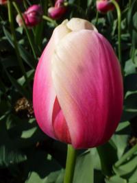 Tulipa 'Marit' tulipán květy, květenství Tulipa 'Marit' tulipán květy, květenství