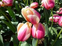 Tulipa 'Marit' tulipán květy, květenství Tulipa 'Marit' tulipán květy, květenství