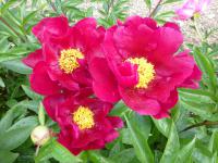 Pivoňka čínská 'Lights Out'