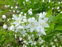 Trojpuk štíhlý 'Aurea' (Deutzia gracilis)