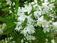 Trojpuk štíhlý 'Aurea' (Deutzia gracilis)
