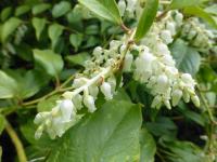 Leukothoe Fontanesova 'Rainbow' (Leucothoe fontanesiana)