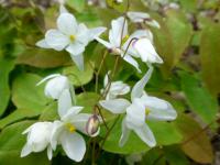 Škornice 'Niveum Album' (Epimedium x youngianum)
