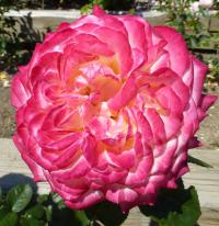 Růže 'Kordes Jubilee' - Velkokvěté růže (Rosa)