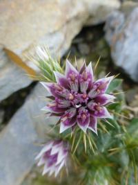 Macledium (Macledium spinosum)