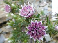 Macledium (Macledium spinosum)