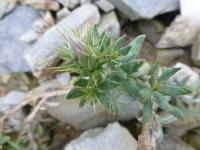 Macledium (Macledium spinosum)