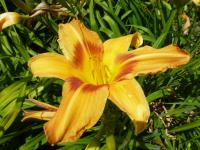 Denivka 'Tiger Eye Hager' (Hemerocallis)