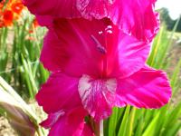 Mečík 'Mallorca Exotic'