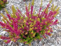 Vřes obecný 'Yellow Beauty' (Calluna vulgaris)