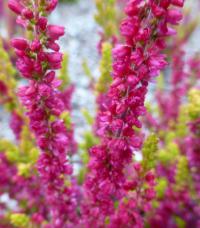 Vřes obecný 'Yellow Beauty' - větévka s květy