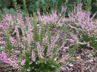 Vřes obecný 'Herbstfeuer' (Calluna vulgaris)