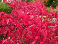 Brslen křídlatý - podzimní zbarvení (Euonymus alatus)