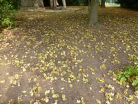 Kaštanovník jedlý - spadané plody (Castanea sativa)