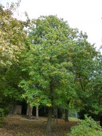 Kaštanovník jedlý - habitus na podzim (Castanea sativa)