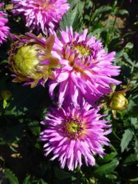 Jiřinka 'Chorazin' (Dahlia)