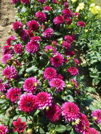 Dahlia 'Perseus' jiřina rostlina Dahlia 'Perseus' jiřina rostlina