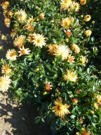 Dahlia 'Pollux' jiřina rostlina Dahlia 'Pollux' jiřina rostlina