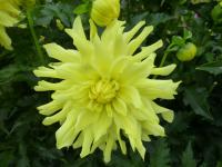 Dahlia 'Radka' jiřina květy, květenství Dahlia 'Radka' jiřina květy, květenství