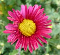 Chrysanthemum x morifolium     'Dulwich Pink'  listopadka zahradní květy, květenství