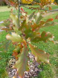 Dub - větévka s listy (Quercus x tridentata)
