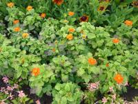 Titonie okrouhlolistá (Tithonia rotundifolia)