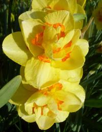 Narcis 'Tahiti' - Plnokvěté narcisy (Narcissus)