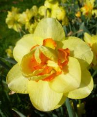 Narcis 'Tahiti' - Plnokvěté narcisy (Narcissus)