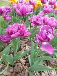 Tulipán 'Showcase' - Plnokvěté rané tulipány