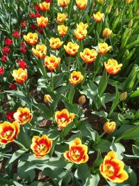 Tulipán 'Denmark' - Triumph tulipány (Tulipa)