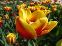 Tulipán 'Denmark' - Triumph tulipány (Tulipa)