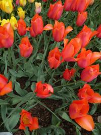 Tulipán 'Temple of Beauty' - Jednoduché pozdní tulipány (Tulipa)