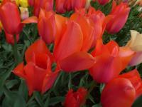 Tulipán 'Temple of Beauty' - Jednoduché pozdní tulipány (Tulipa)