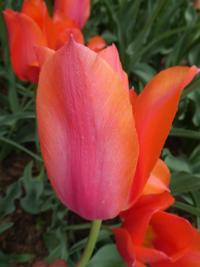 Tulipán 'Temple of Beauty' - Jednoduché pozdní tulipány (Tulipa)