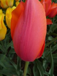 Tulipán 'Temple of Beauty' - Jednoduché pozdní tulipány (Tulipa)