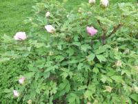 Pivoňka keřovitá 'Sai Xi Shi'