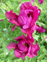 Pivoňka keřovitá 'Zi Guang Xia Pei'