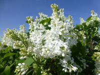 Šeřík vlnatý 'Vestale' (Syringa villosa)