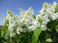 Šeřík vlnatý 'Vestale' (Syringa villosa)