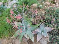 Aloe (Aloe karasbergensis)