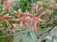 Aloe (Aloe karasbergensis)