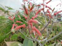 Aloe (Aloe karasbergensis)