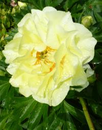 Pivoňka 'Bartzella' - Itoh hybridy (Paeonia)